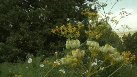 Lush vegetation of an alpine meadow. Stock Footage 155355427