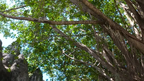 Lush vegetation and dramatic rock formations near Wat Rong Khun Stock Footage 309330713