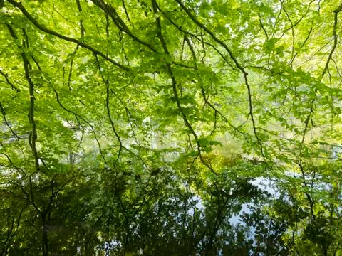 Lush vegetation of beech leaves in spring above water of pond Stock Photos