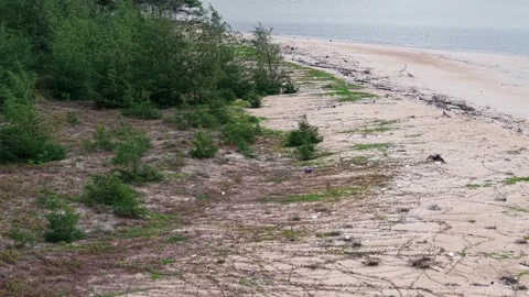 Lush vegetation borders a sandy coastal shore Stock Footage 337723370