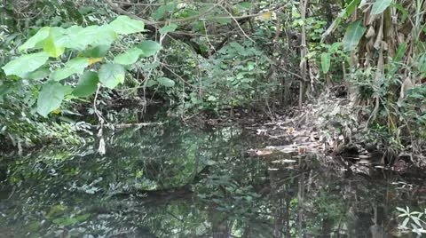 Lush Vegetation Stock Footage 11240035