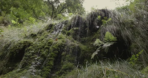 Lush vegetation in the forest and a waterfall, 4K slomo Stock Footage 249756021