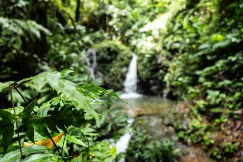 Lush vegetation framing a small waterfall in the colombian rainforest Stock Photos