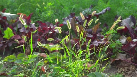 Lush vegetation in garden, spikelets of plants sway from light wind. Stock Footage 249190861