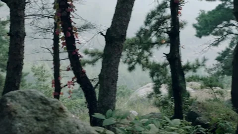Lush vegetation growing between the valleys Stock Footage 276518494