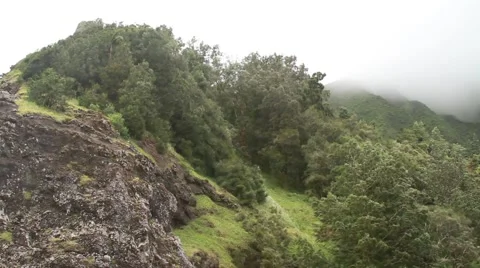 Lush vegetation in Hawaii Video stock 45920022