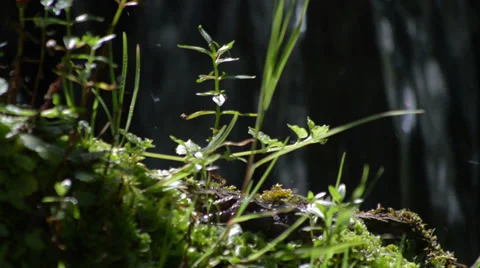 Lush vegetation by mountain stream Video stock 27529775