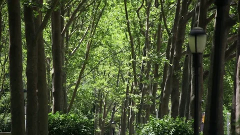 Lush Vegetation In Park Stock-Footage 79667449
