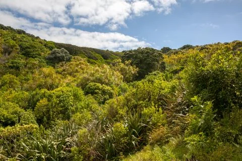 Lush Vegetation Stock Photos