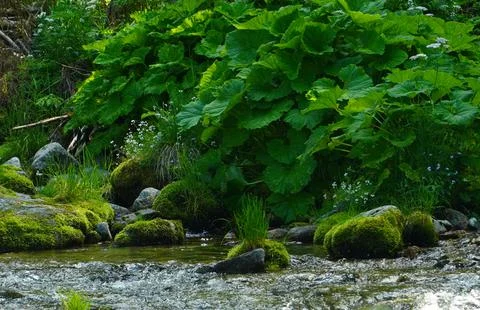 Lush vegetation 写真素材