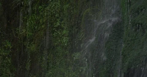 Lush Vegetation, Rainforest Cascade Video stock 332258352