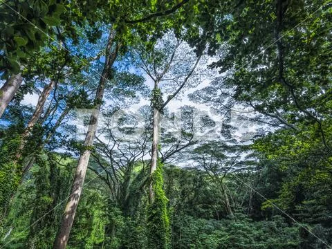 Lush vegetation in a rainforest in Hawaii Stock Photos