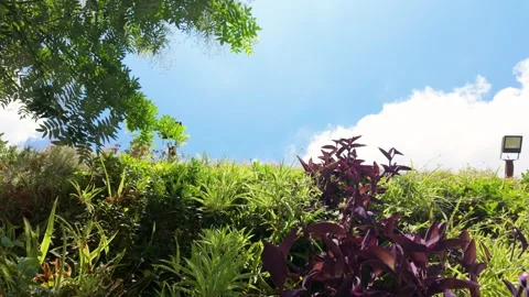 Lush vertical garden wall covered with green plants, representing sustainab.. Stock Footage 344804970