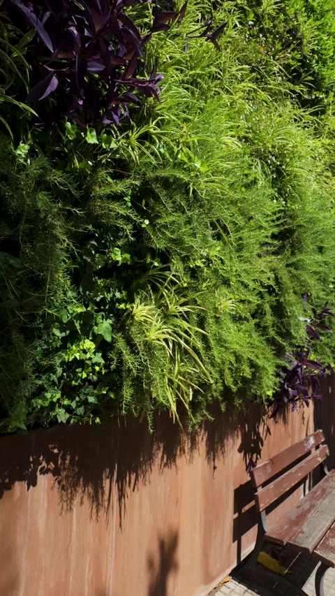 Lush vertical garden wall covered with green plants, representing sustainab.. Video stock 344804995