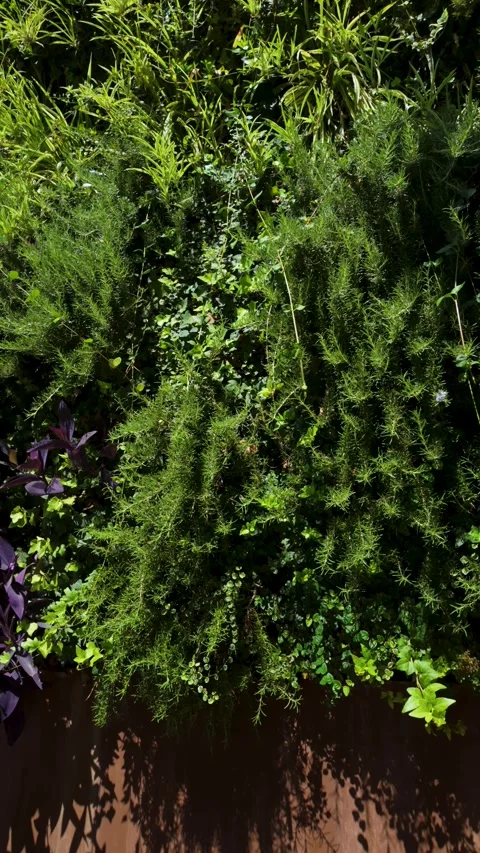 Lush vertical garden wall covered with green plants Stock Footage 344804998