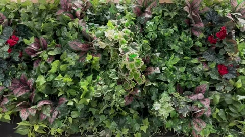 Lush Vertical Garden Wall with Mixed Artificial Greenery and Foliage Stock Footage 330145204