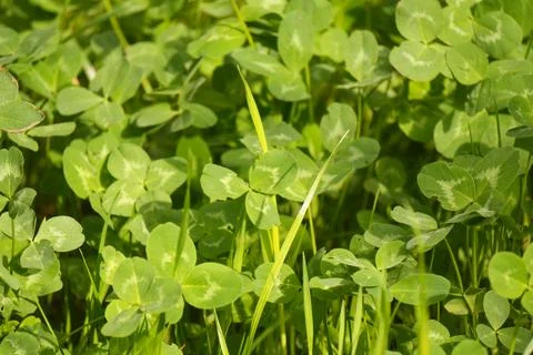 Lush Vibrant Green Clover Patch in Bright Sunlight with Blurred Natural Bac.. Stockfoto's