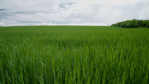 Lush, vibrant green fields stretch under a beautifully dramatic sky filled with Stock Footage 309421742