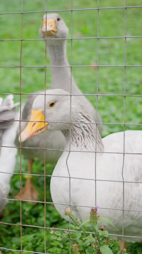 In a lush, vibrant green setting, a closeup of a curious goose can be seen Stock Footage 308863726