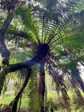Lush view of the rainforest canopy Stock Photos