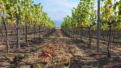 Lush vineyard landscape showcasing rows of grapevines under a clear sky Stock Footage 337686619