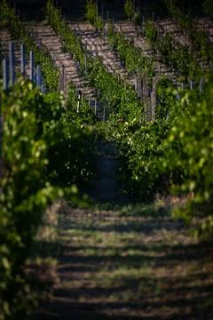Lush Vineyard Rows Bask in the Sunlight During Growing Season Stock Photos