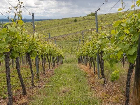 Lush vineyard rows rising along a warm hillside under soft scattered clouds 库存照片