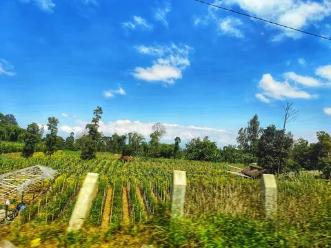 Lush vineyard rows stretch across a sunny rural landscape with scattered tree Foto stock
