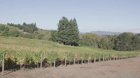 Lush vineyard surrounded by dense trees on a sunny day, static shot Stock Footage 332255843