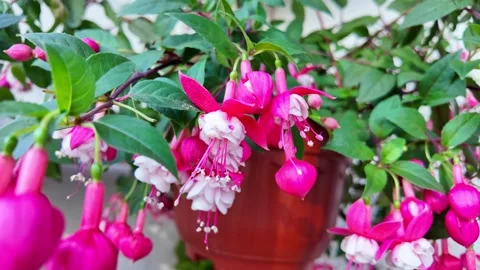 Lush visual of bright red and white fuchsia flowers blooming on hanging twi.. Stock Footage 331229019