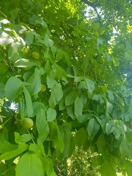 Lush walnuts in her tree Stock Photos