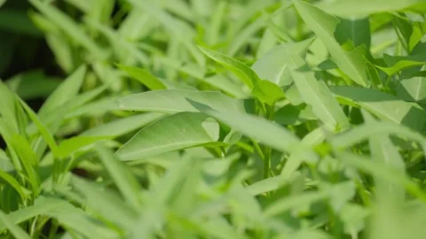 Lush Water Spinach Plants Growing in Garden Vídeo Stock 343695485