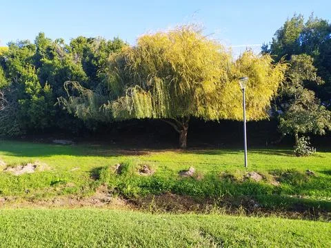 Lush weeping willow tree beside a lamppost in a sundrenched park. Evokes tr.. Stock Photos