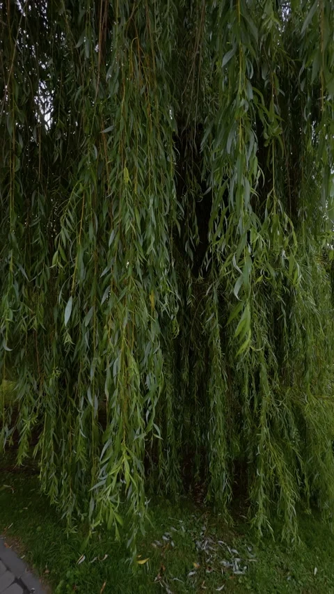 Lush weeping willow tree with long hanging green branches beside grassy park Stock Footage 345455900
