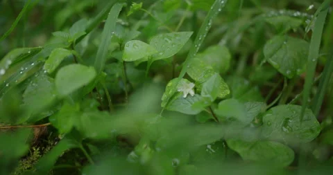 Lush wet foliage Stock Footage 306633697