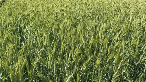 Lush Wheat Field Stock Footage 310383663