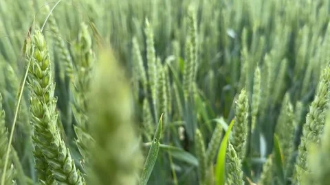 Lush Wheat Field Stock Footage 313657460