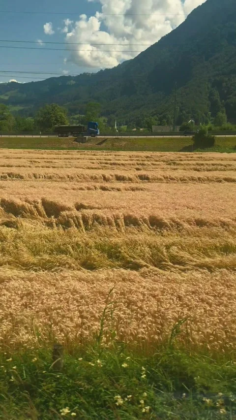 The lush Wheat Field. Stock Footage 338203782