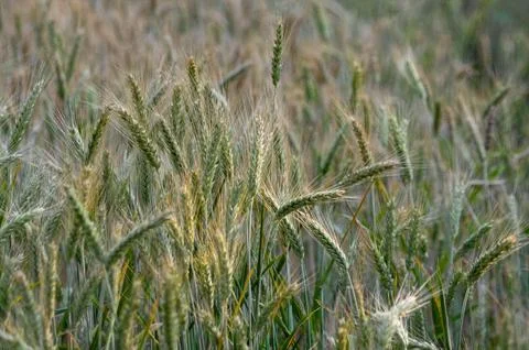 Lush Wheat Field in the Wind Stock Photos
