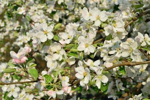 Lush white blooming Apple tree in spring Stock Photos