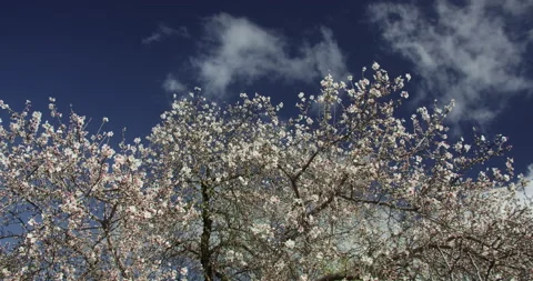 Lush white blooming branches of fruit tree under cloudy blue sky in spring Video stock 237967094