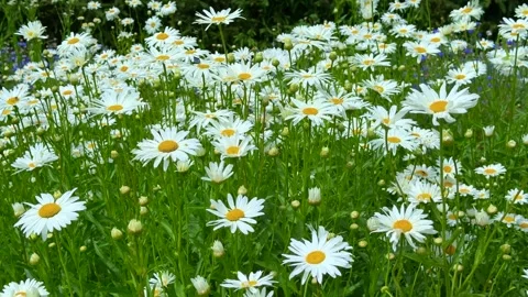 Lush white daisies field background nature video loop scenic footage Stock Footage 313671901