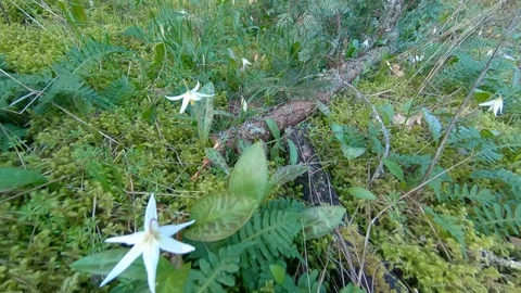 Lush White Flowers, Natural Forest Flower Path Hiking Wild Flower Footpath Ferns Stock Footage 121069791