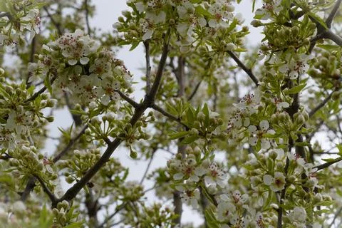 Lush white flowers on tree branches. 스톡 사진