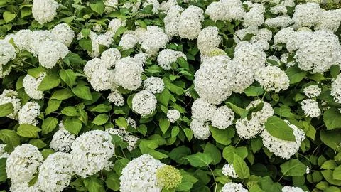 Lush white hydrangea blossoms create a dense floral background in summer Stock Photos