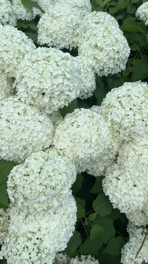 Lush White Hydrangea Flowers Blooming in Summer Garden Video stock 343157068