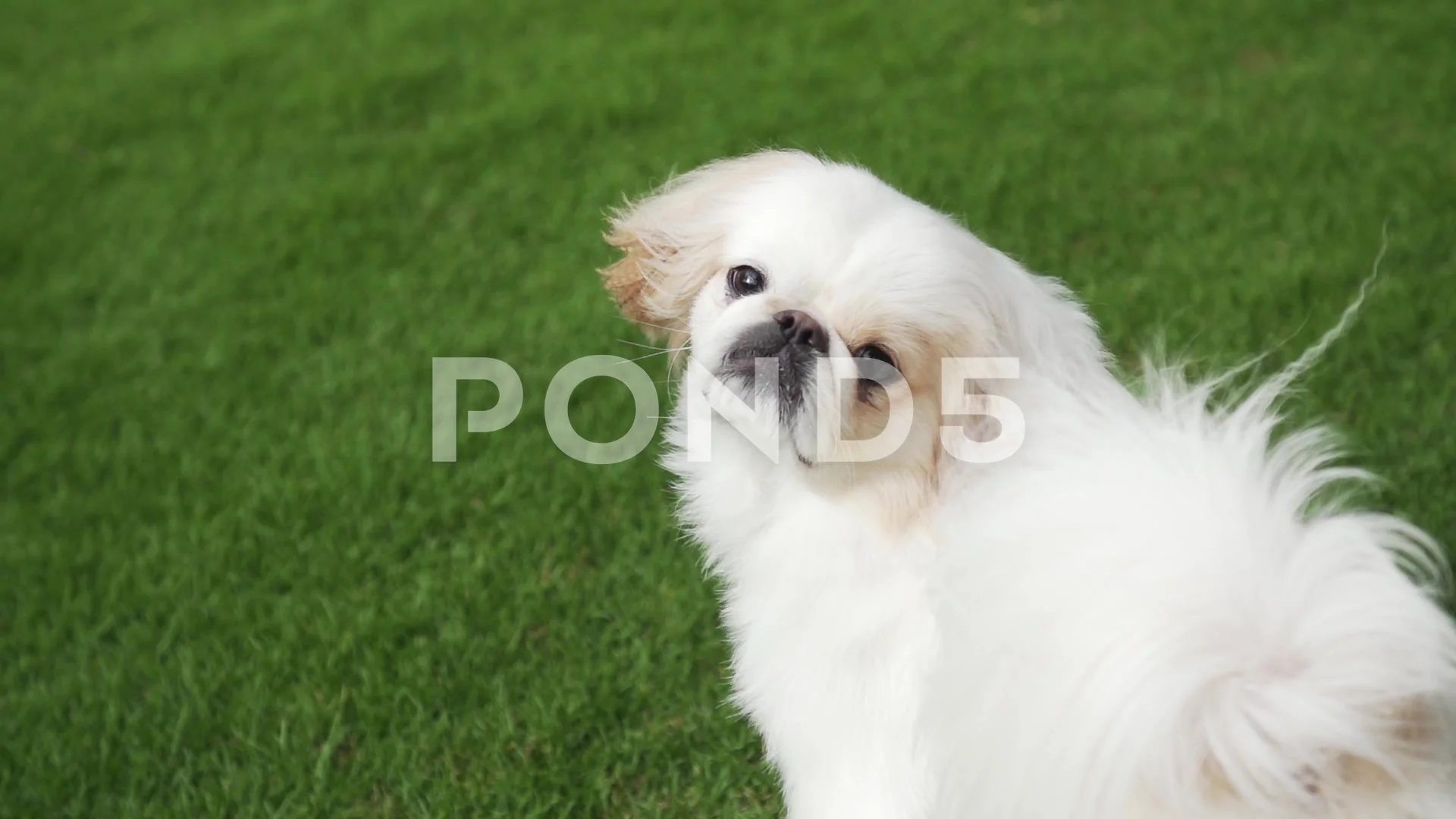 white pekingese shih tzu