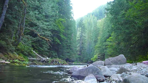 Lush Wilderness Forest River Stock Footage 27244606