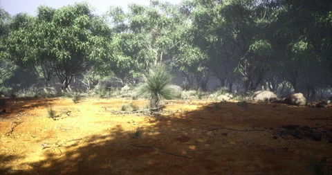 Lush wilderness under dappled sunlight reveals magical Australian outback flora Stock Footage 316083392
