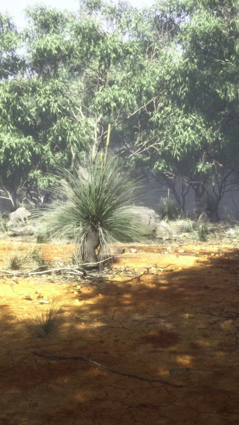 Lush wilderness under dappled sunlight reveals magical Australian outback flora Stock Footage 320789390